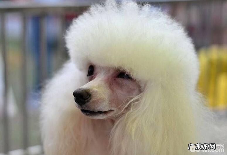 狗狗有泪痕，导致狗狗泪痕的缘故有什么？