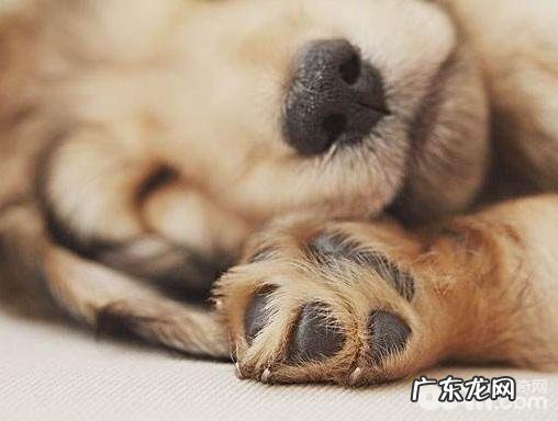 小狗鼻尖并不是灰黑色的，小狗鼻尖并不是灰黑色的是病了吗？