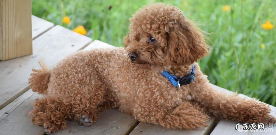 小泰迪得了鼻炎怎么办?小泰迪治过敏性鼻炎