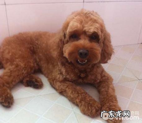 小泰迪得了鼻炎怎么办?小泰迪治过敏性鼻炎