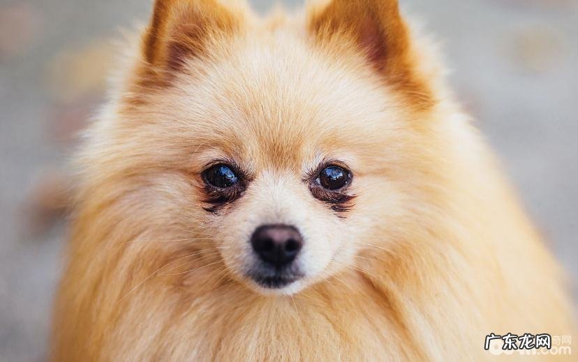 博美犬得了白內障的缘故都有哪些?