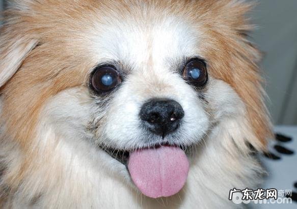 博美犬得了白內障的缘故都有哪些?