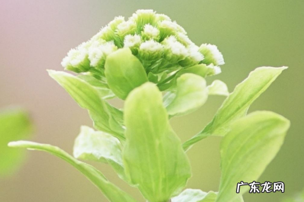 白领怎么创业？有什么技巧和方法？