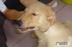 小狗得了狗瘟有什么症状？狗瘟抽动