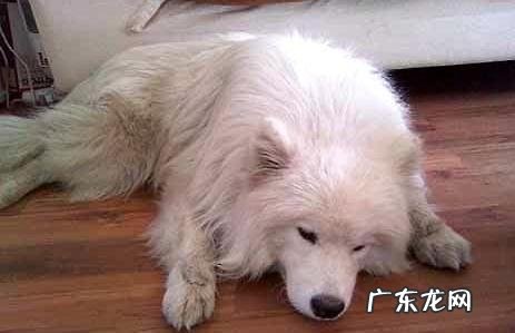 小狗得了狗瘟有什么症状?狗瘟抽动