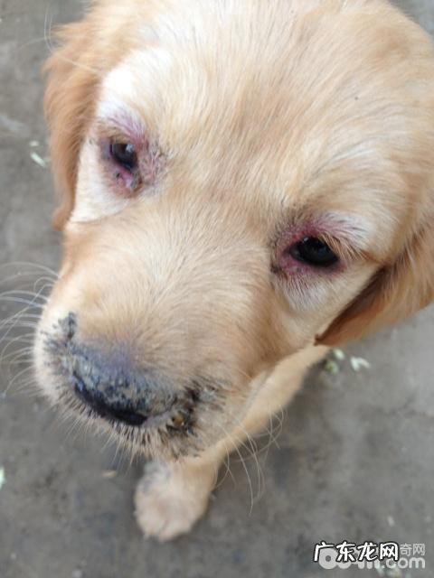 小狗得了狗瘟有什么症状?狗瘟抽动