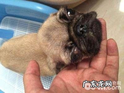 小狗得了狗瘟有什么症状?狗瘟抽动