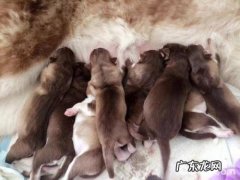 小狗临产前征兆小狗临产前征兆有什么？