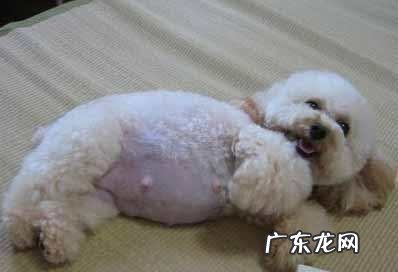 小狗临产前征兆小狗临产前征兆有什么?