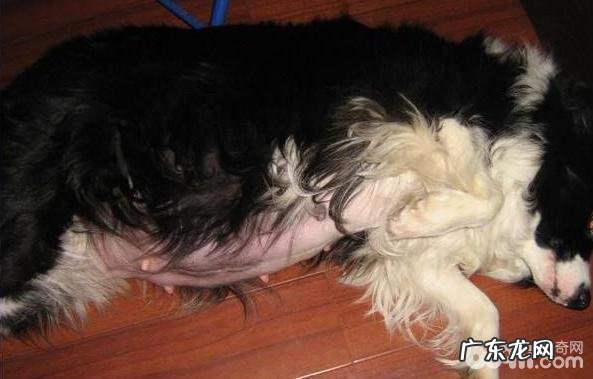 小狗临产前征兆小狗临产前征兆有什么?