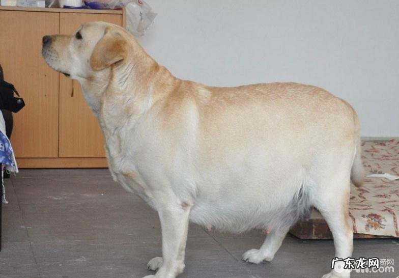 小狗临产前征兆小狗临产前征兆有什么?