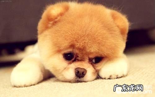 狗瘟初期有哪些症状?狗瘟初期如何治疗?