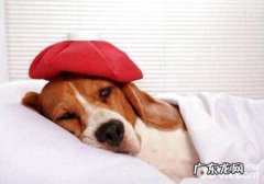 狗狗生病？狗狗生病征兆有什么