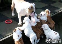 狗狗生产前的征兆有什么？