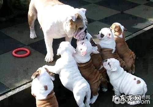 狗狗生产前的征兆有什么?