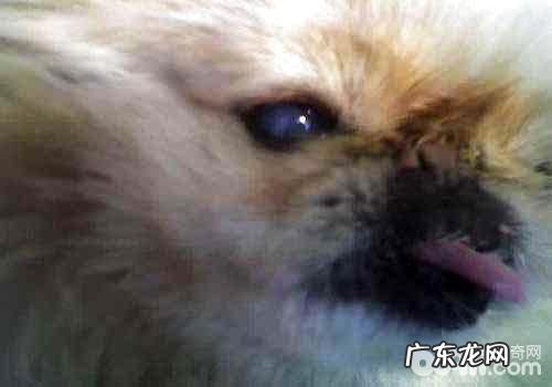 狗狗白内障的缘故有什么?