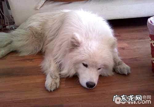 狗瘟抽搐怎么办?狗瘟的症状有什么