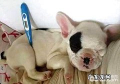 小狗大便出血的缘故都有哪些？