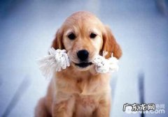 小狗反刍动物的缘故有什么？