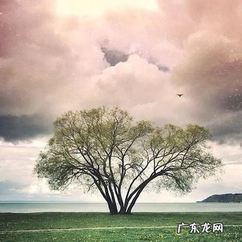 对李白人生经历的感悟 人生经历的感悟