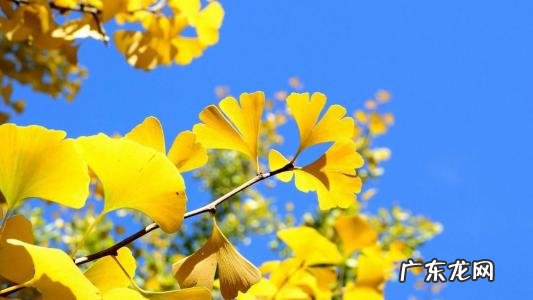 描写银杏树的优美语段 关于银杏树的优美语段