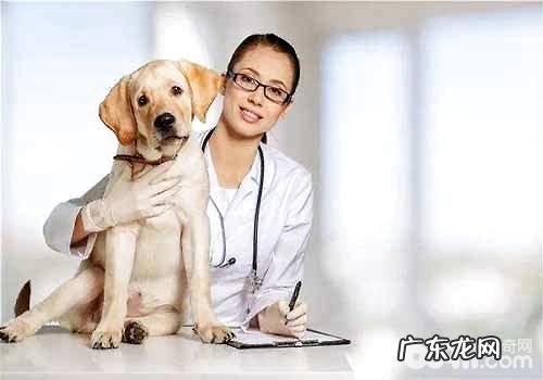 小狗尿频的原因是啥？