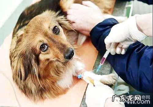 如何给狗狗打针?