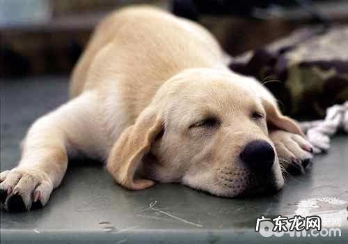 小狗四肢无力是怎么回事？