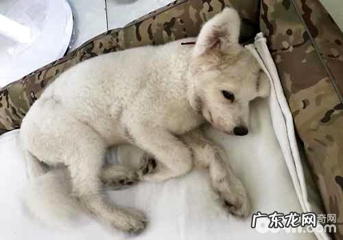 狗狗咳嗽的原因是什么？