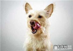 狗狗眼屎多是什么原因？