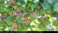 描写秋天银杏树的优美作文600字 描写秋天银杏树果实的优美段落