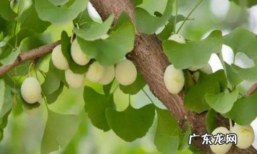 描写秋天银杏树的优美作文600字 描写秋天银杏树果实的优美段落