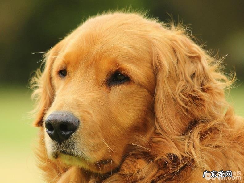 有关狂犬病毒你不可不知道的好多个难题