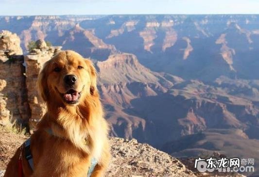 有关狂犬病毒你不可不知道的好多个难题