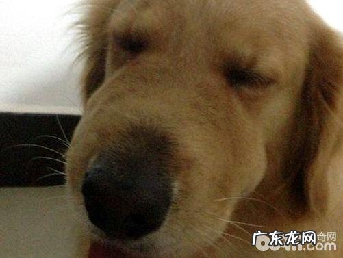 金毛狗狗嘴唇肿胀的缘故,金毛狗狗嘴唇肿胀该怎么办?