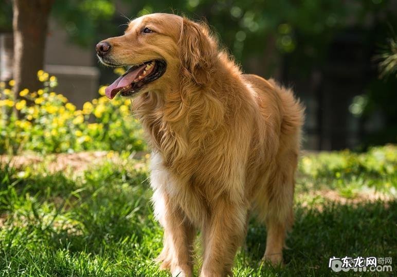 金毛狗狗嘴唇肿胀的缘故,金毛狗狗嘴唇肿胀该怎么办?