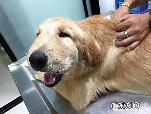 金毛狗狗嘴唇肿胀的缘故,金毛狗狗嘴唇肿胀该怎么办?