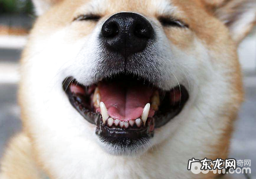 狗狗牙结石怎么预防 狗狗牙结石防止方式