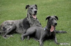 大丹犬感冒发烧应当怎么治疗？