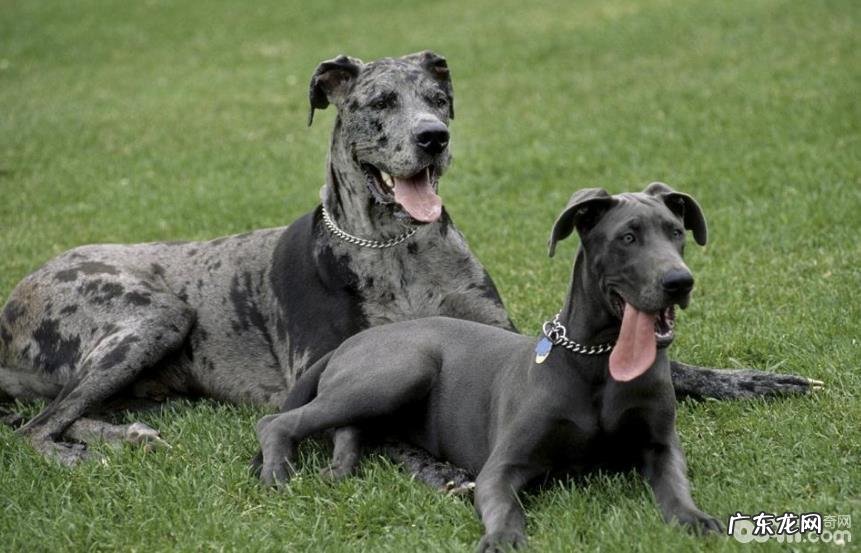 大丹犬感冒发烧应当怎么治疗?