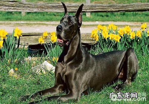 大丹犬感冒发烧应当怎么治疗?