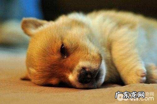 狗狗拉肚子小宠物主应当如何处理?