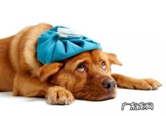 狗狗拉肚子小宠物主应当如何处理？