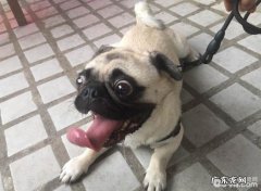 造成 巴哥眼睛变红缘故都有哪些？