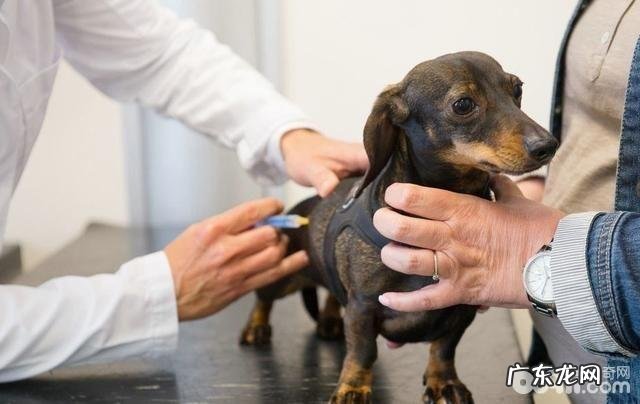 自出世起小狗必须打疫苗的预苗都有哪些?