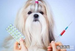 小狗疫苗接种必须留意的事儿有什么？