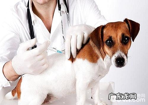 小狗疫苗接种必须留意的事儿有什么?