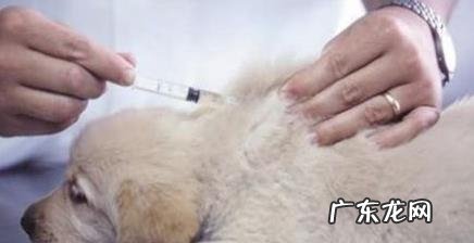 小狗疫苗接种必须留意的事儿有什么?