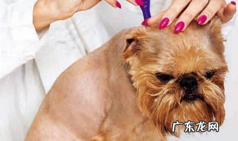 小宠物主必知有关狗狗驱虫的难题