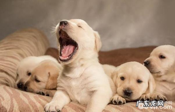 小宠物主必知有关狗狗驱虫的难题